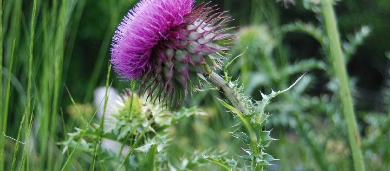 To No1 φυτό που αποτοξινώνει το συκώτι